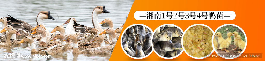 鸭苗海报