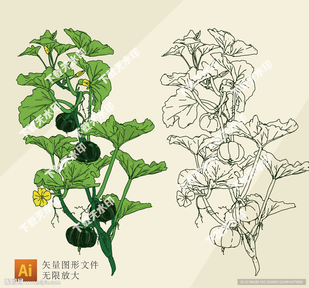 贝贝南瓜