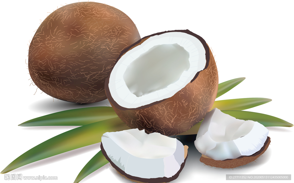矢量椰子
