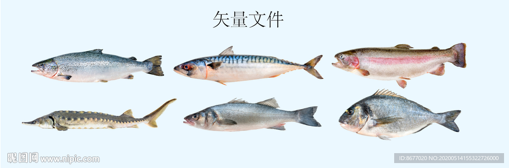 海鱼