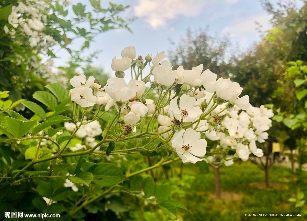 白花 白玉堂