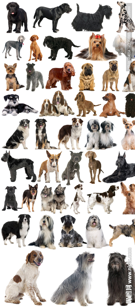 狗狗大全高清免抠图2