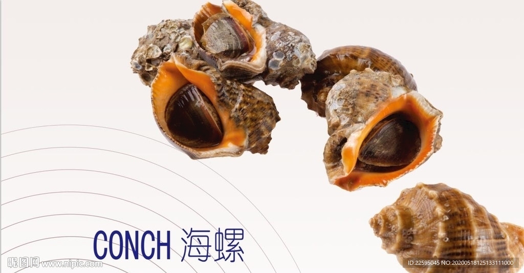 海螺