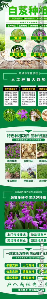 白芨种植招商加盟页面
