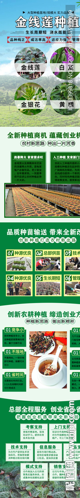 金线莲种植招商加盟页面