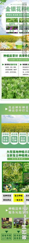 金银花种植招商加盟详情页面