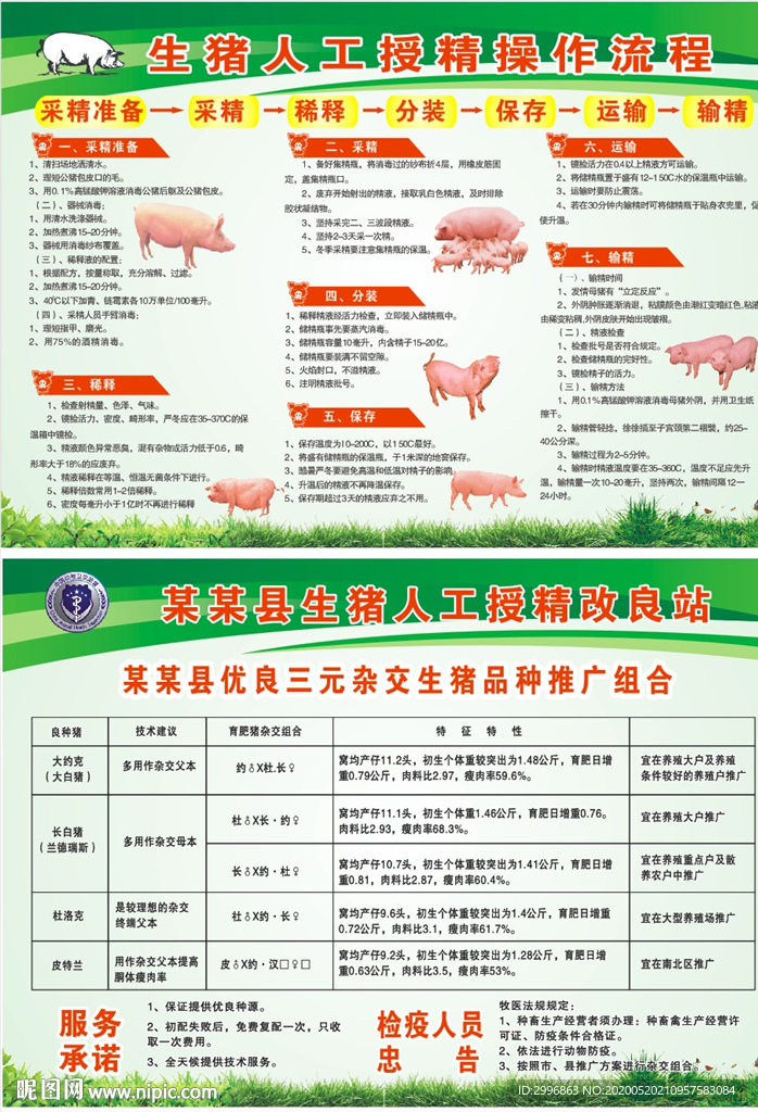 生猪人工授精操作流程