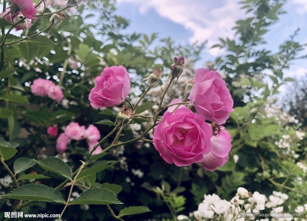 七姊妹花