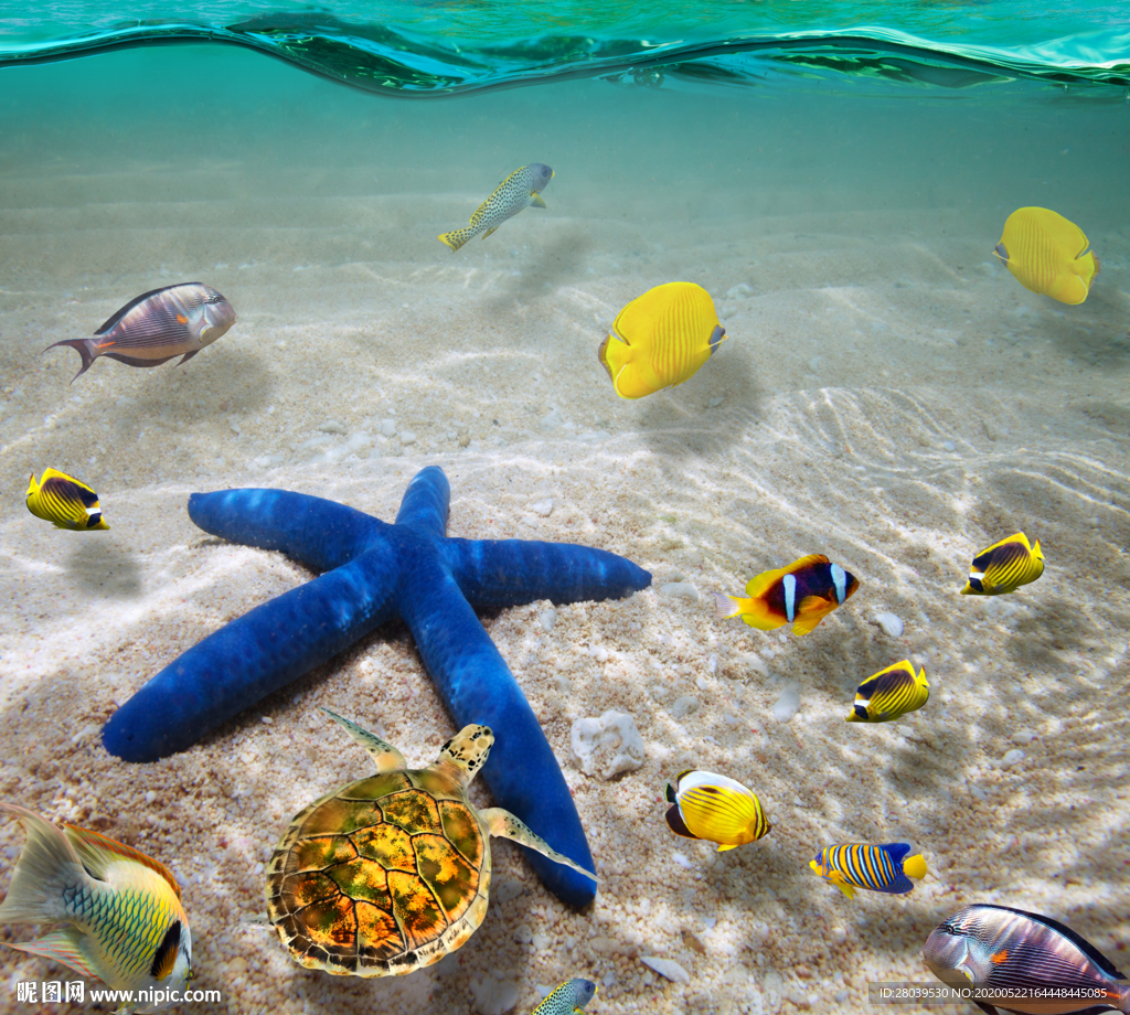 海底沙滩海星