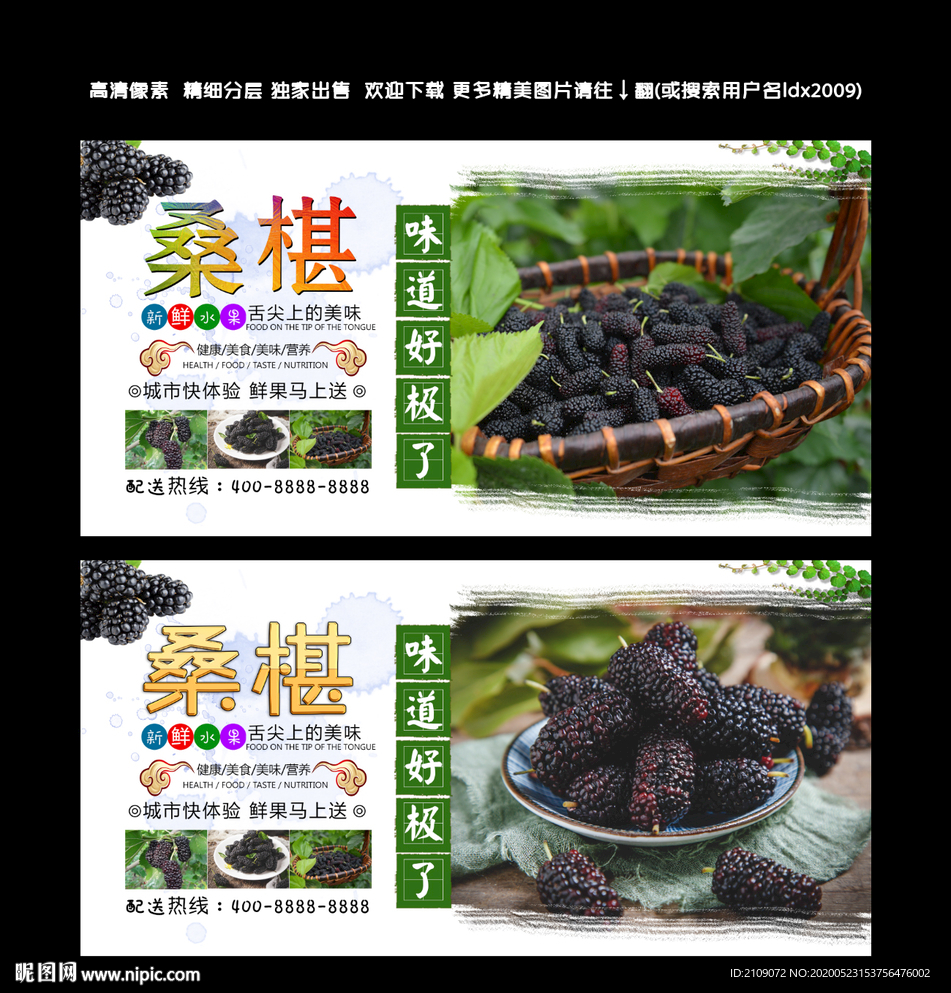 桑葚