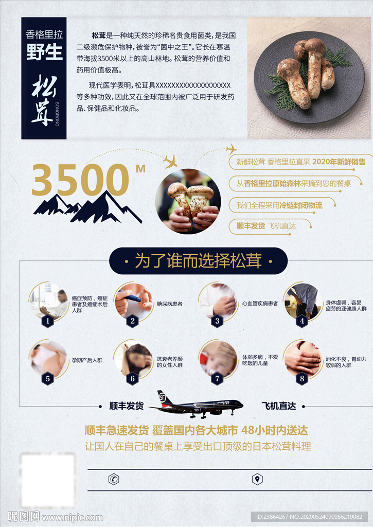 野生松茸食用菌介绍A4单页