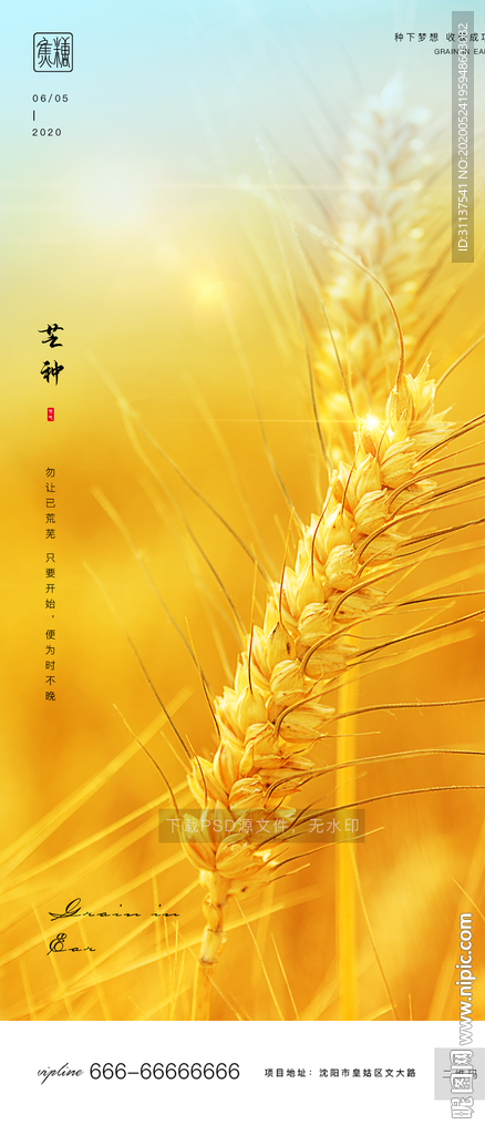 芒种
