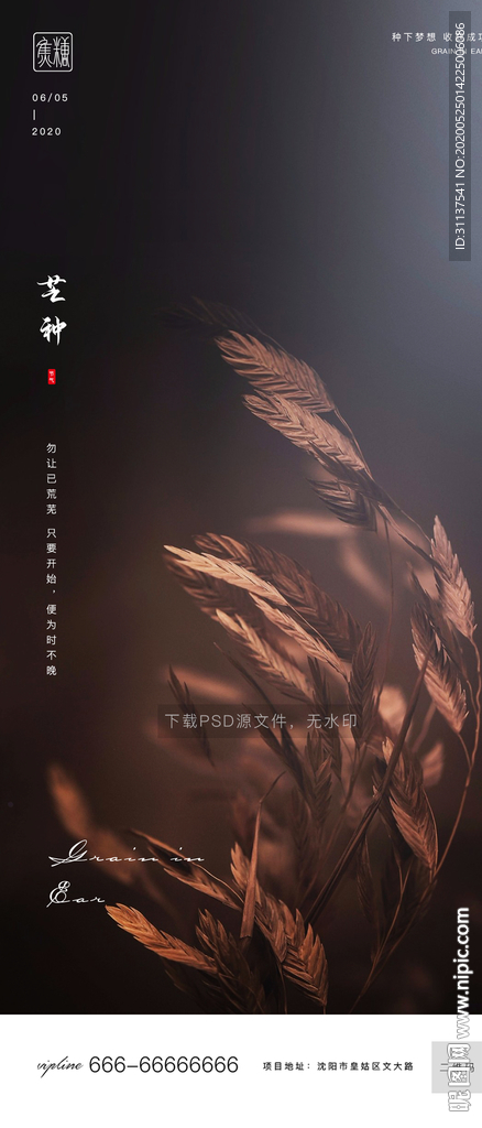 芒种