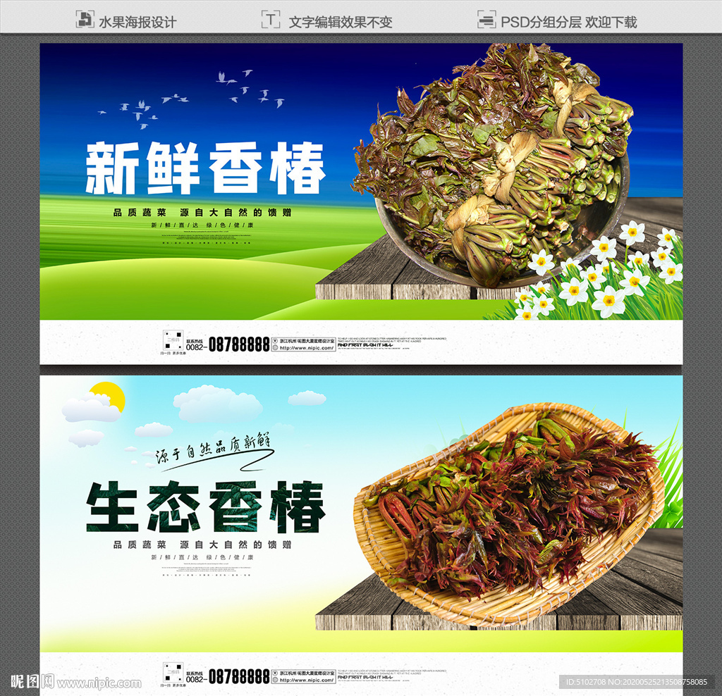 香椿