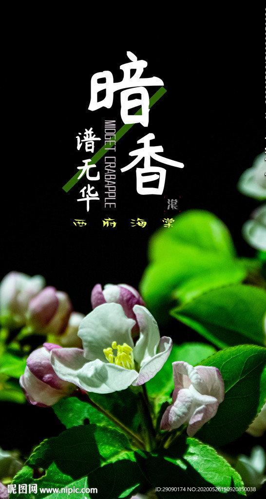 西府海棠