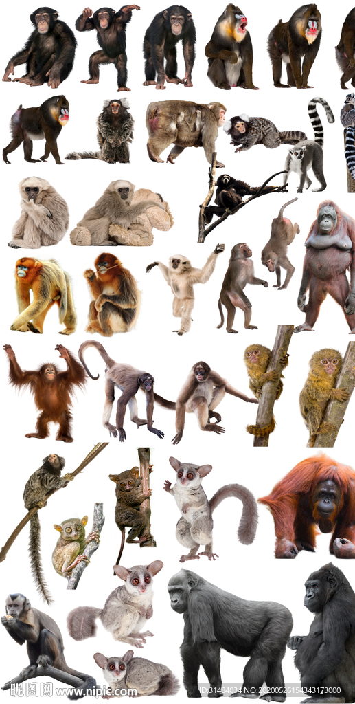 猴子猩猩狒狒猿猴素材免抠图片