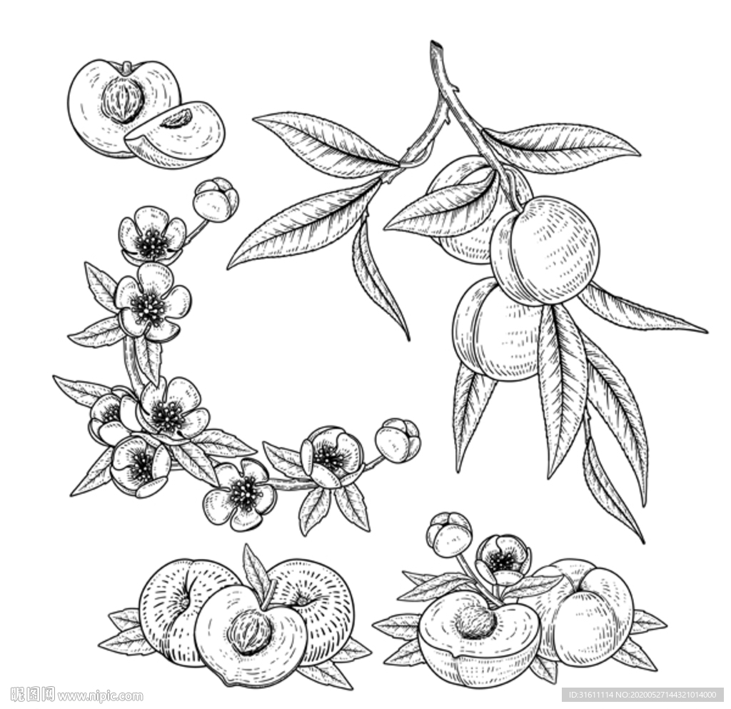 桃子素描手绘插画