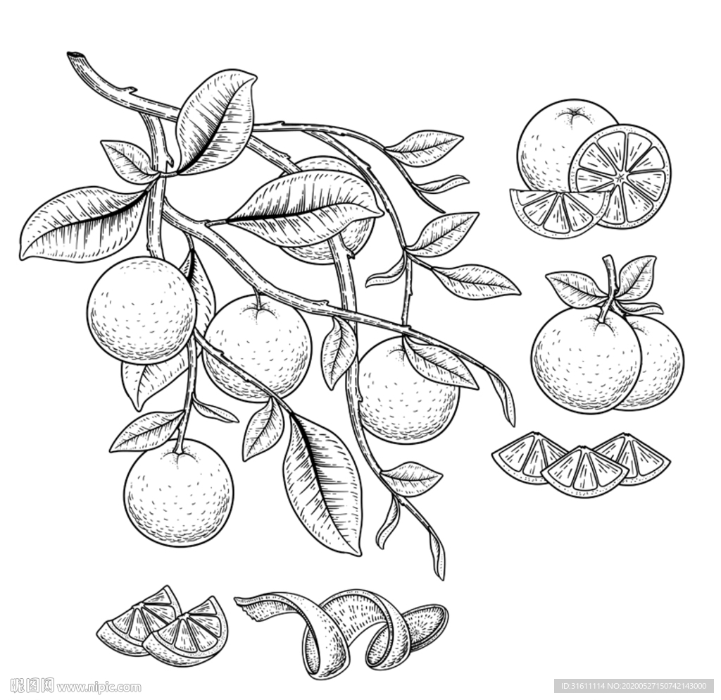 橘子素描手绘插画