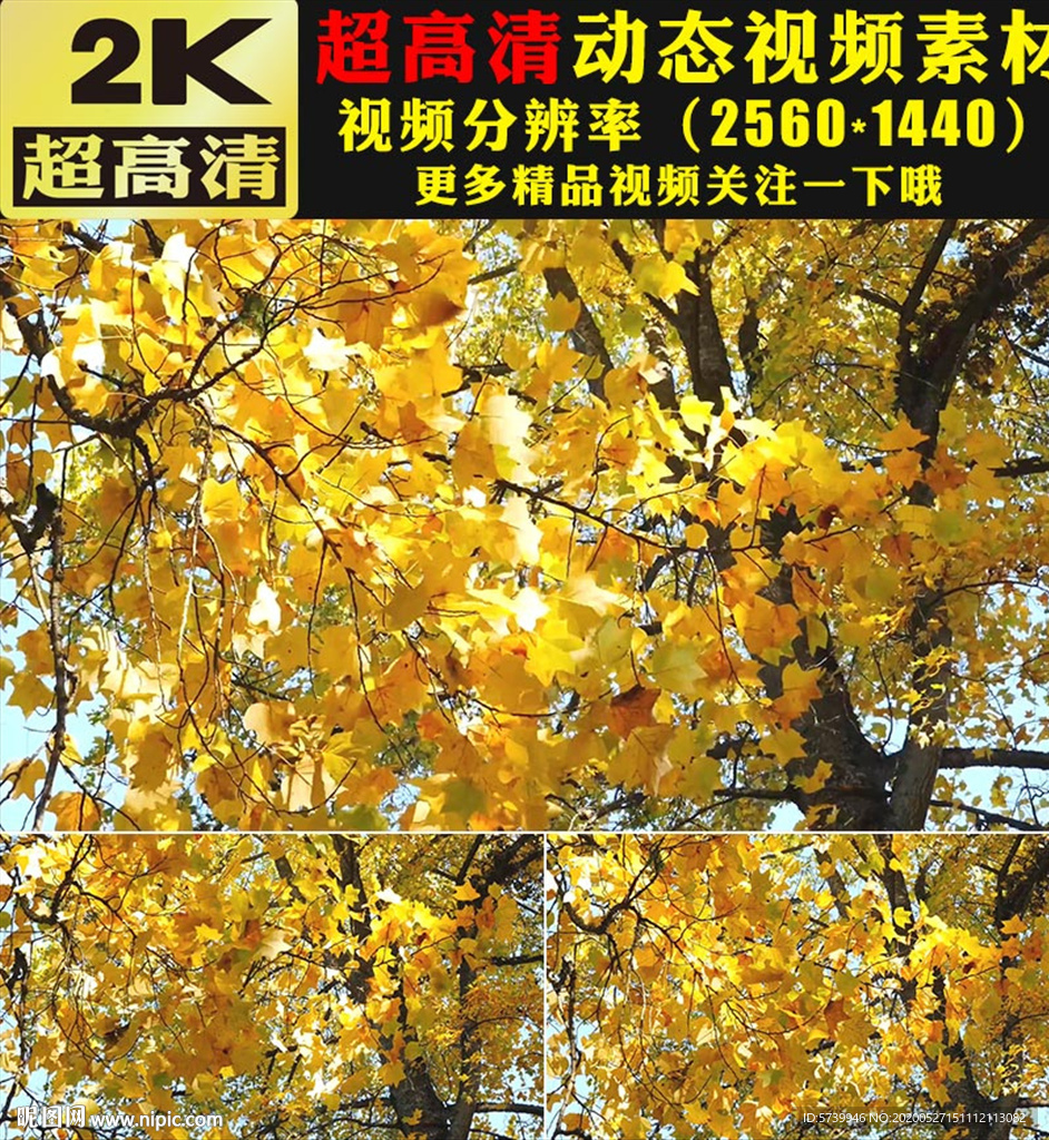 金色秋天美景枫叶枫树林实拍视频