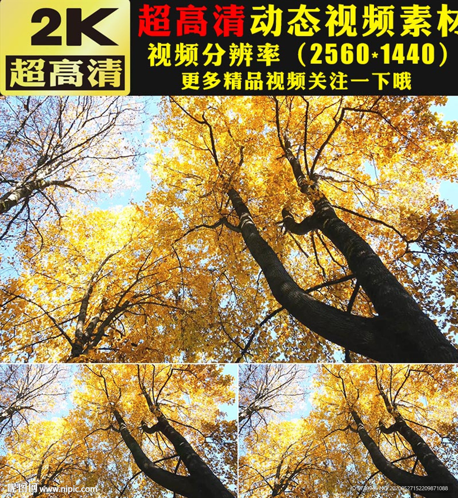 唯美意境秋天金色枫树实拍视频
