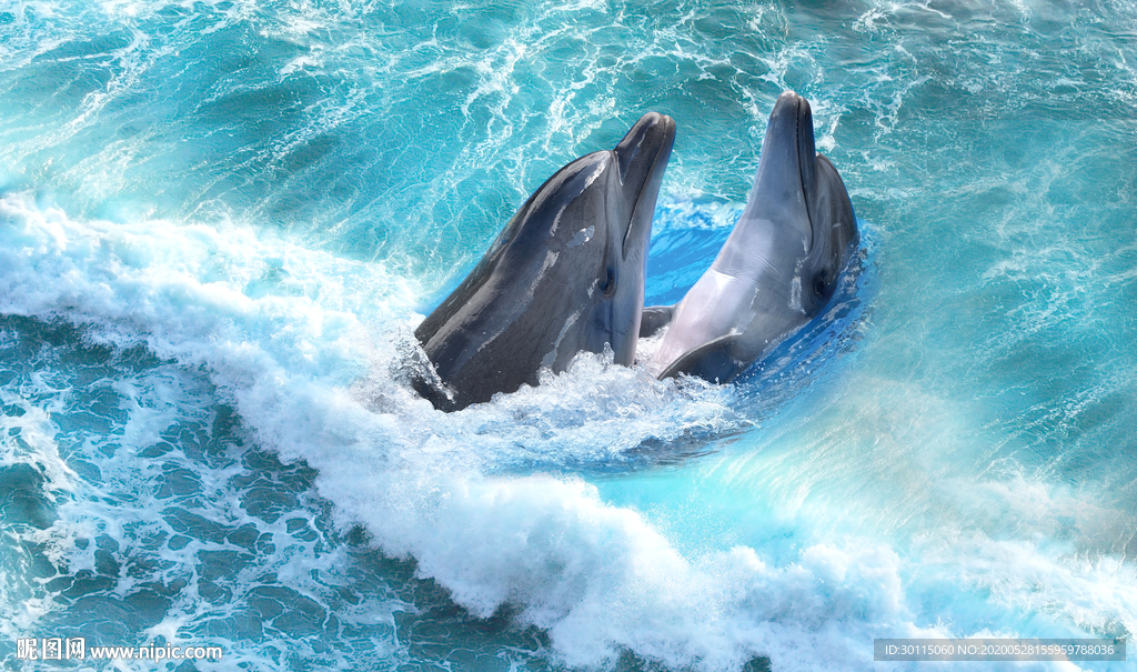 海豚海浪