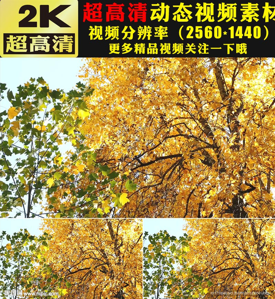 秋天金色枫树林枫叶实拍视频素材