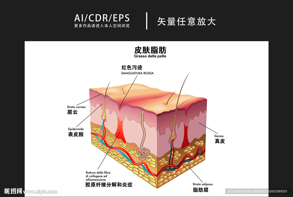 矢量医学皮肤脂肪图解插画