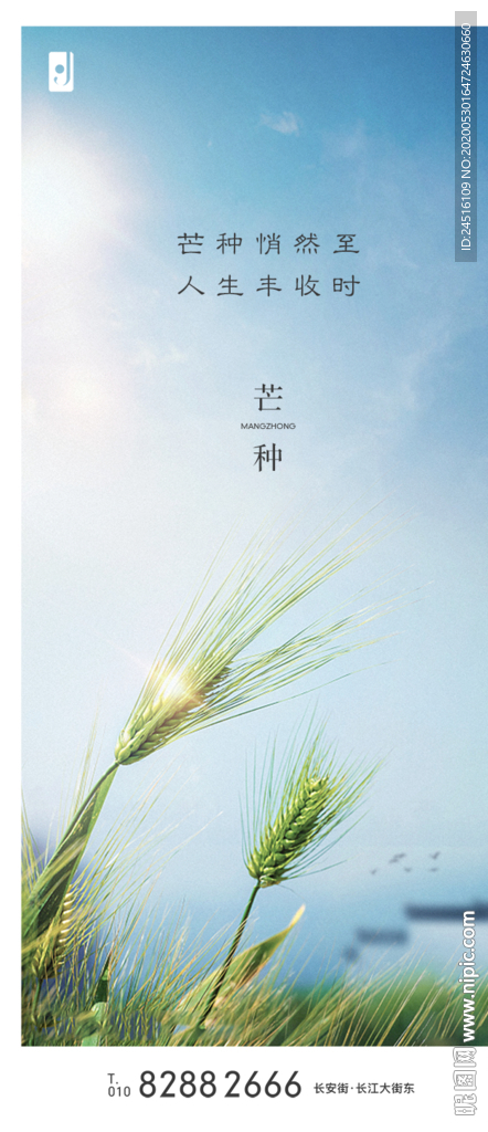 芒种