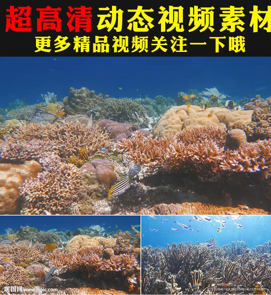 海底世界珊瑚海鱼游动实拍视频