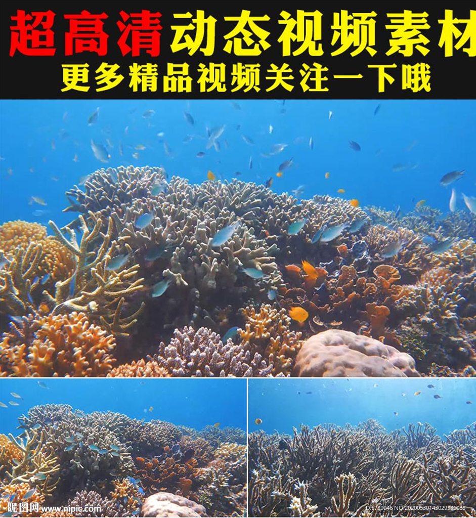 神奇的海底世界鱼群珊瑚实拍视频