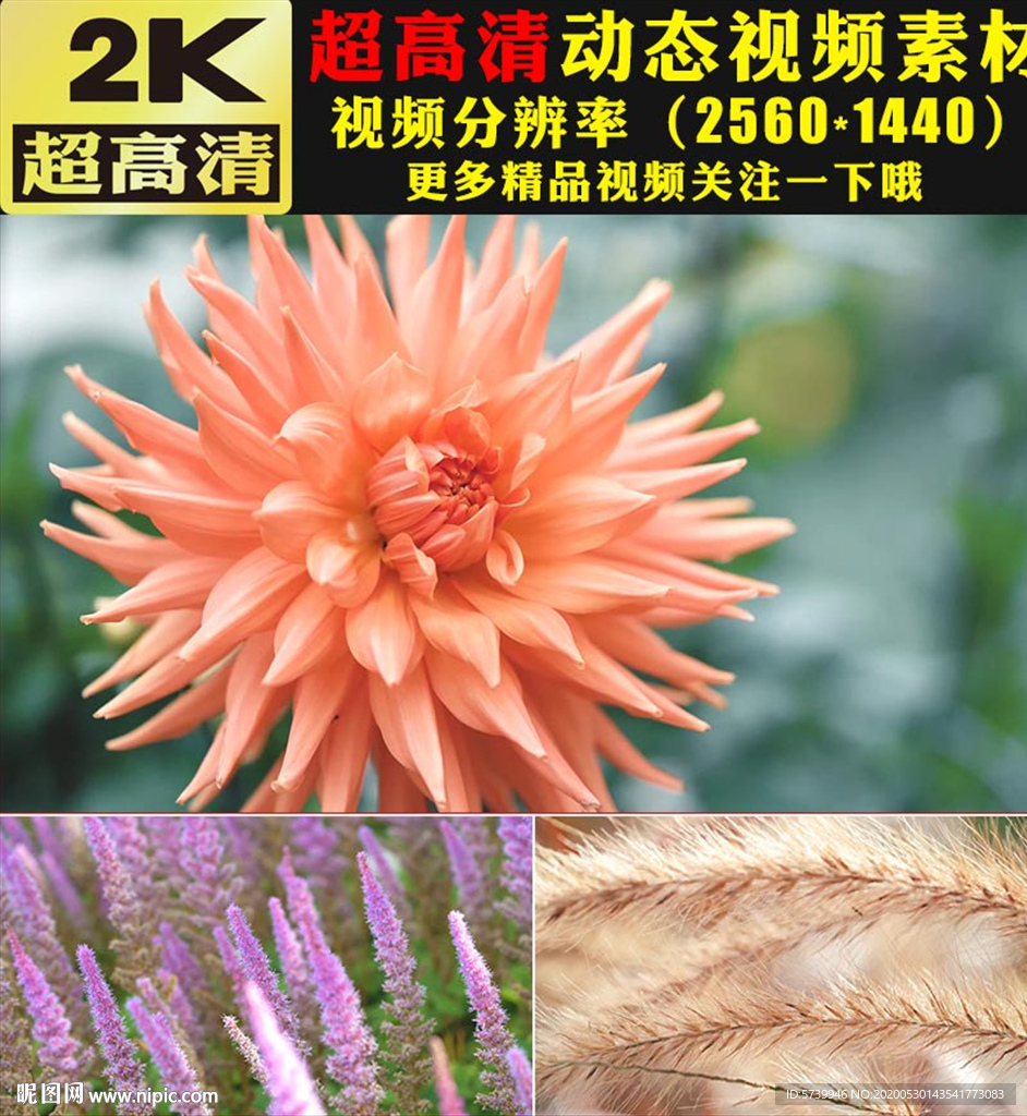 春天鲜花盛开鸟语花香大自然视频