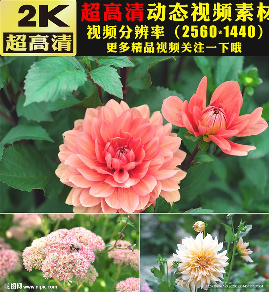 春天美景森林绿叶鲜花视频