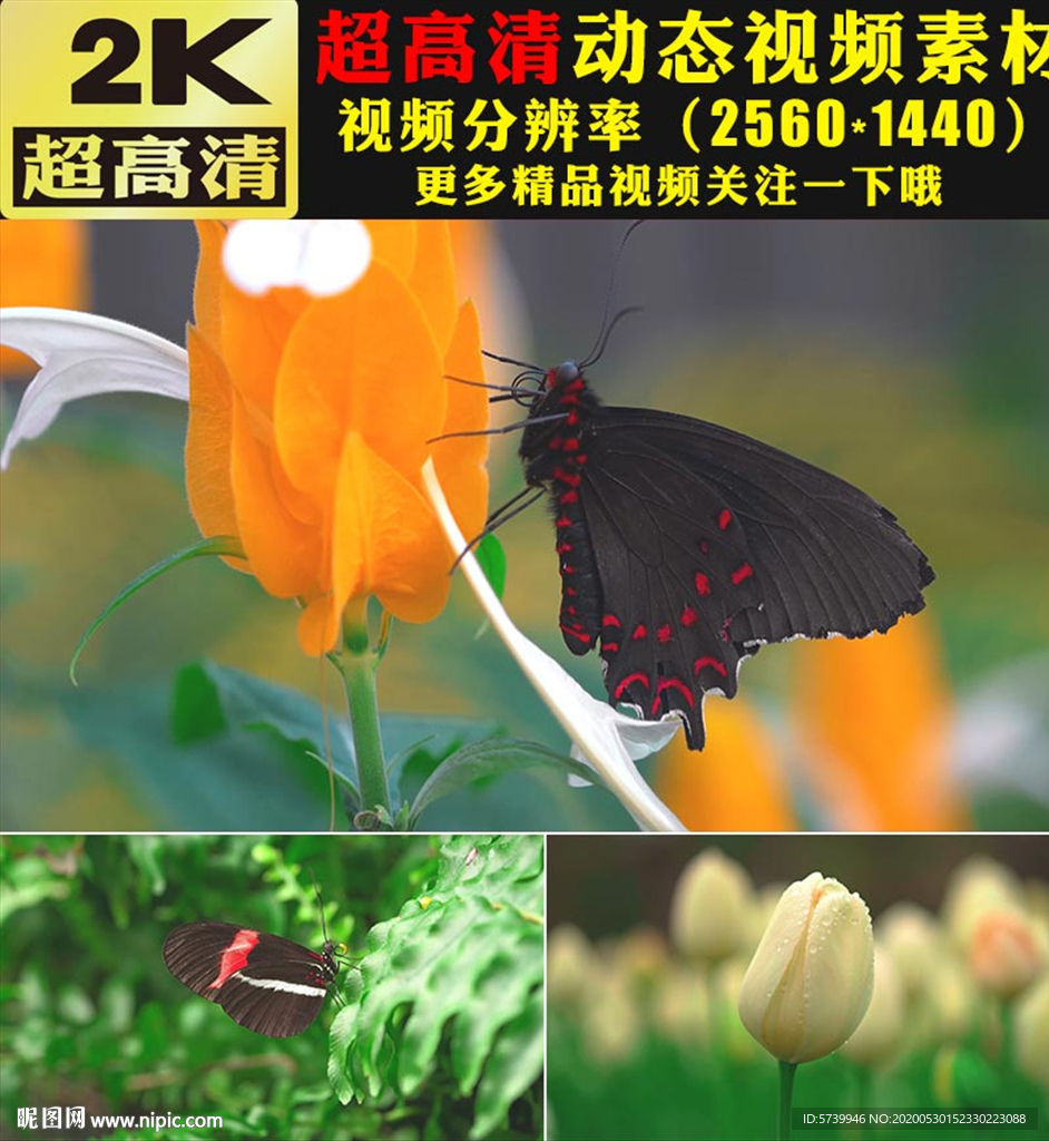 野外大自然蝴蝶鲜花花朵实拍视频