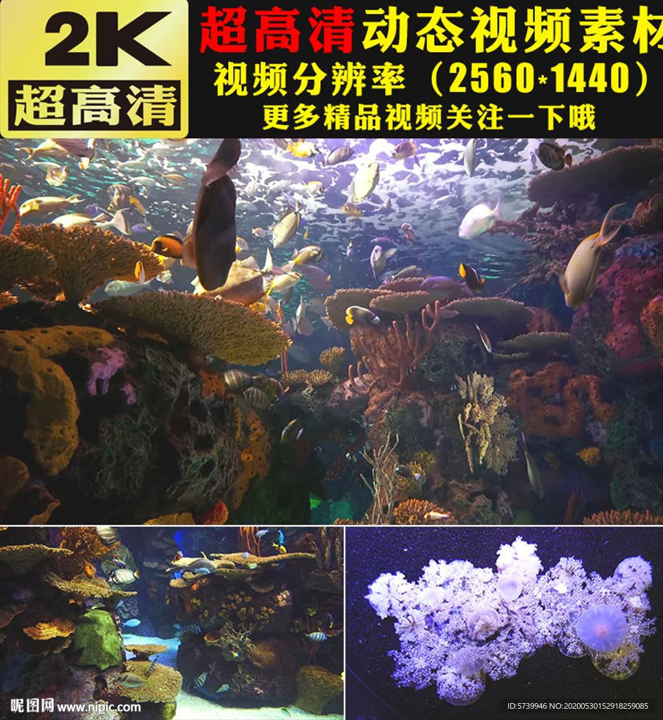 梦幻海底世界动态视频素材