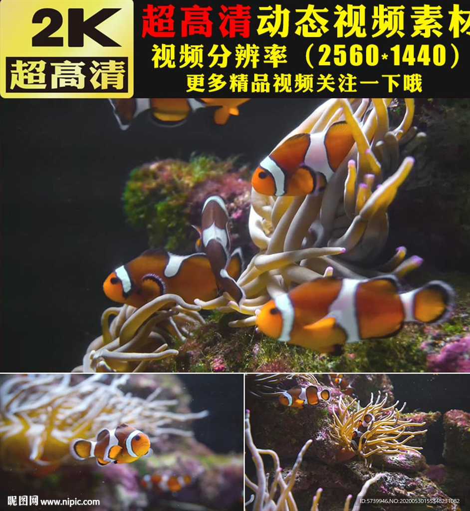 海洋海底世界鱼群游动实拍视频