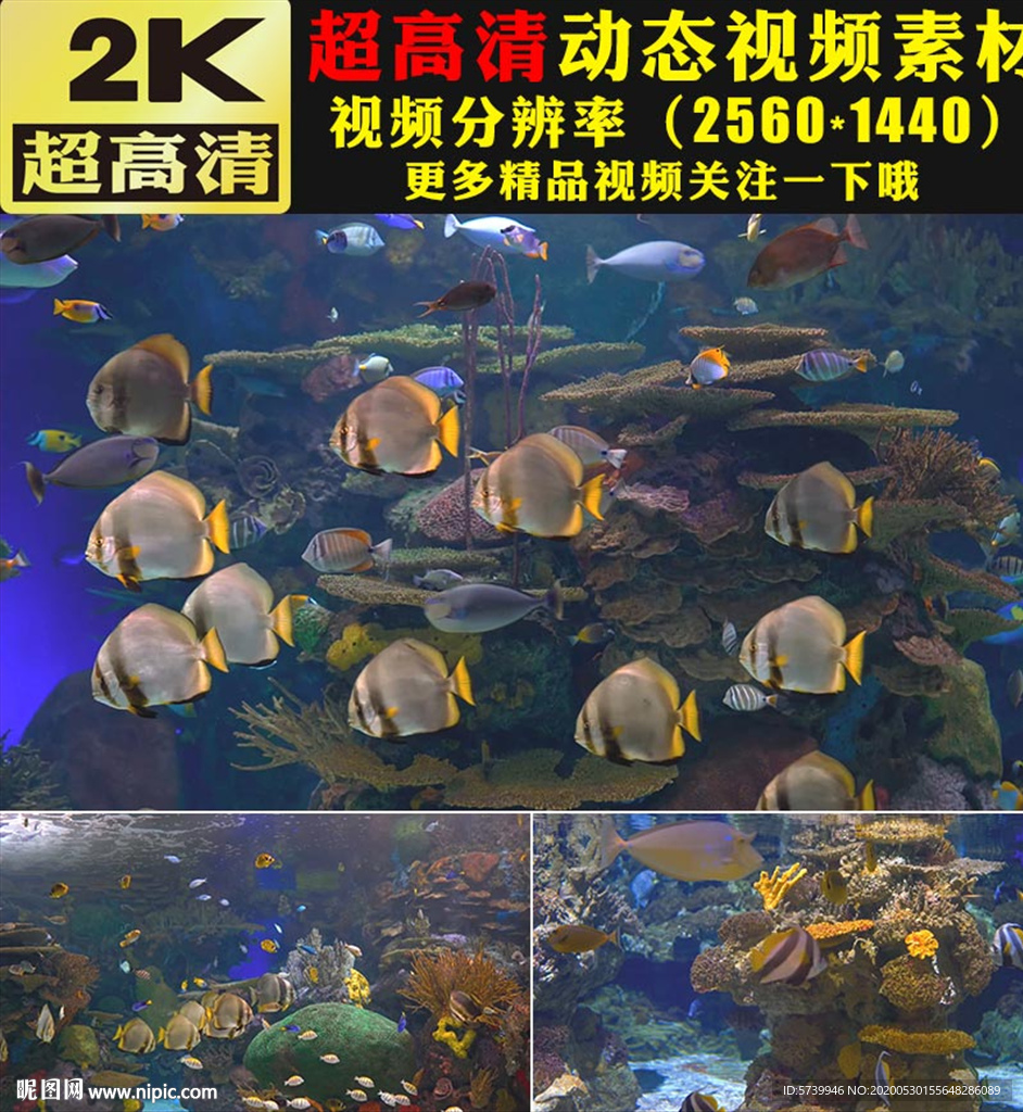 海底世界海鱼金鱼游动视频素材