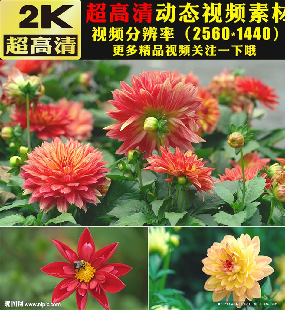 春暖花开春天鲜花花朵实拍视频