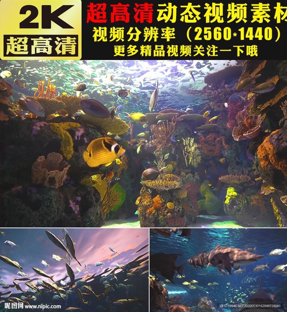 唯美梦幻海底生物海水视频素材