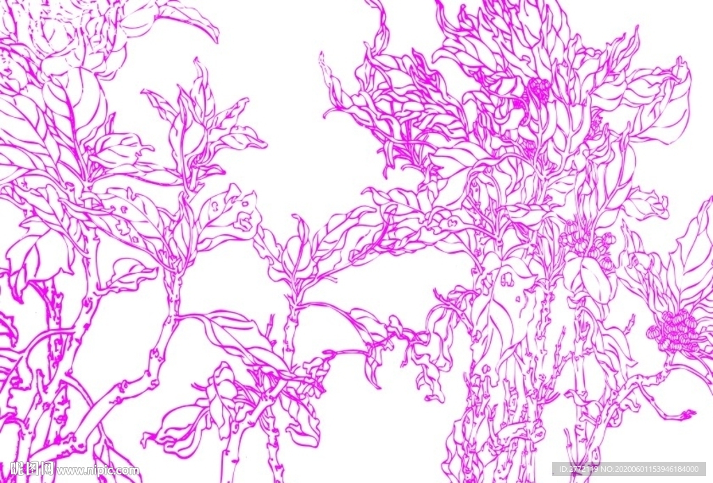 秀丽万年青 钢笔画