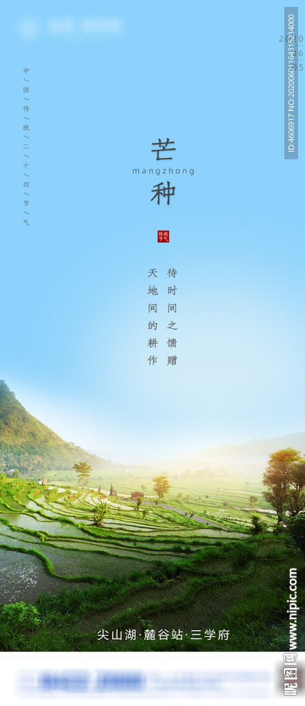 芒种节气移动端海报