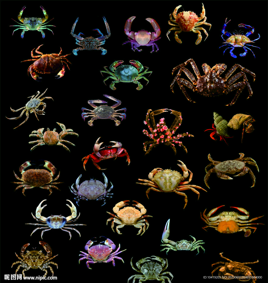 高清世界各种螃蟹