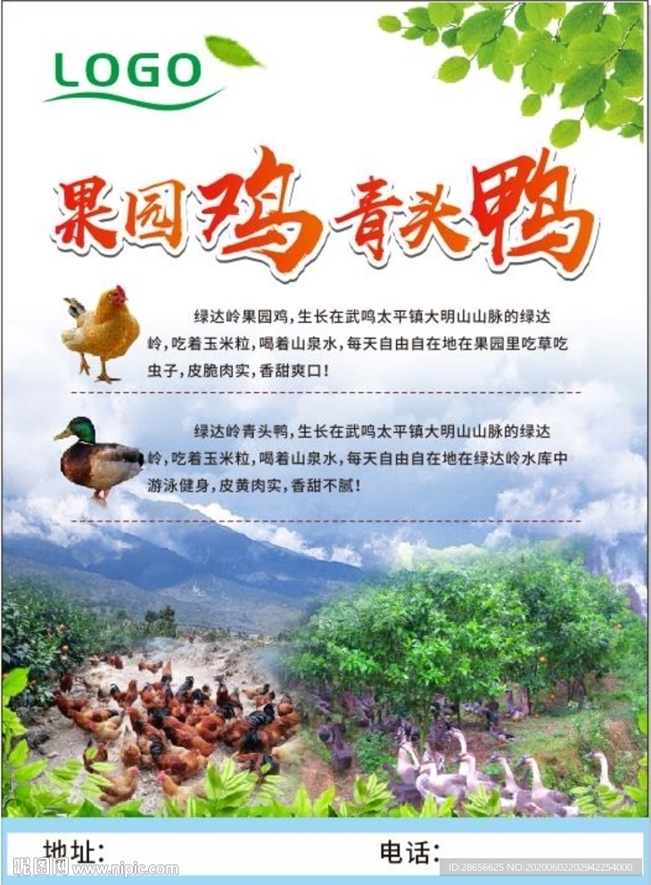 果园鸡鸭