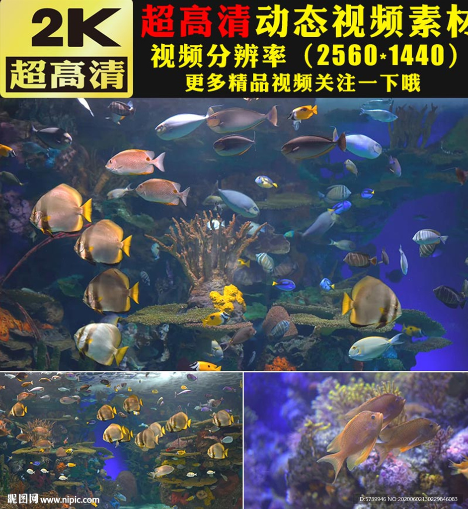 唯美海底水底鱼群实拍视频素材