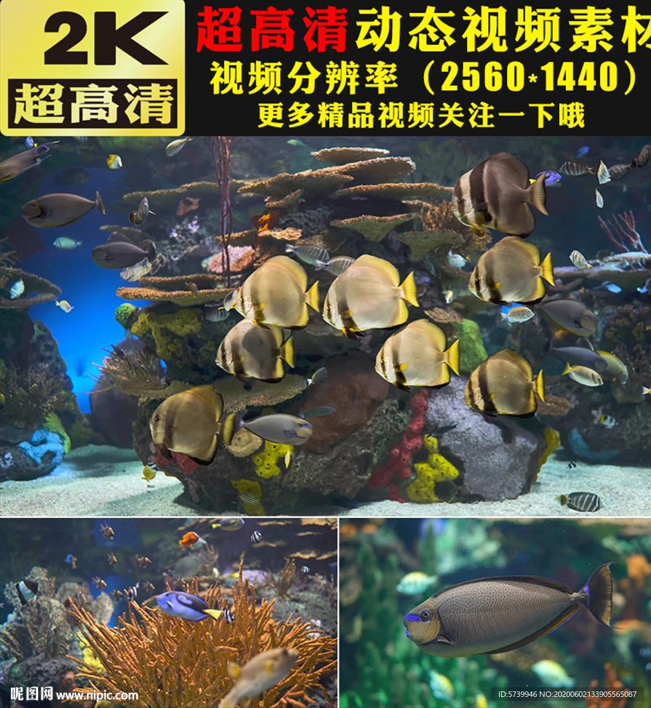 华丽海底世界海洋鱼类实拍视频