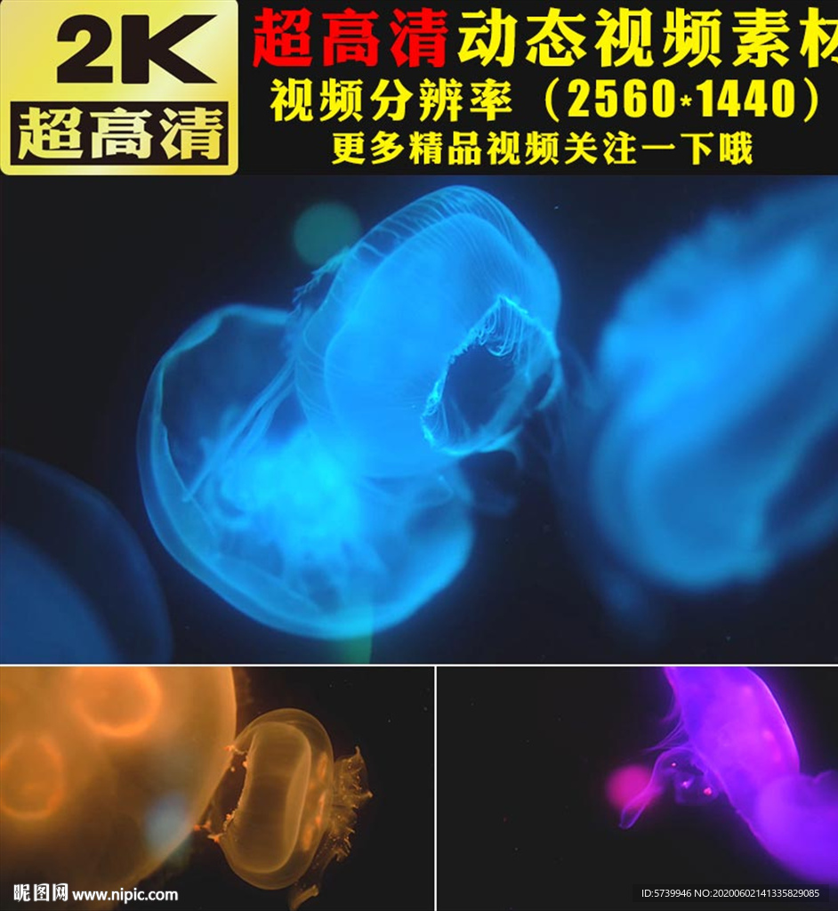 唯美七彩颜色水母游动视频素材