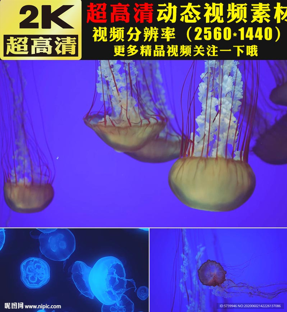 漂亮炫酷荧光水母海底世界视频