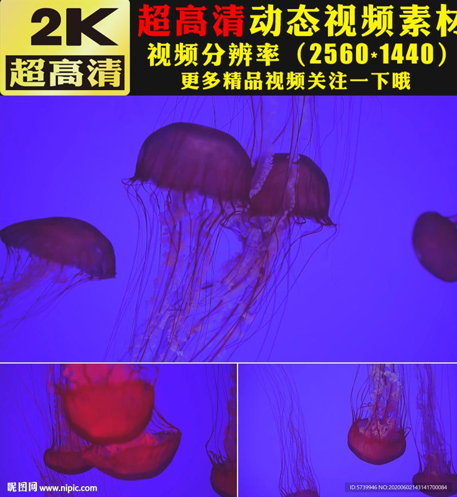 梦幻荧光水母海洋婚礼主题视频