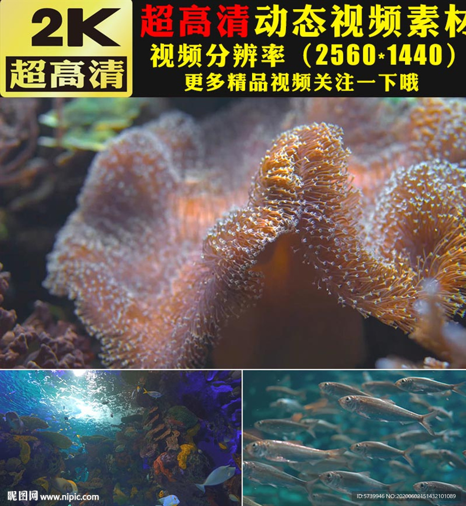 海底生物美丽的鱼群实拍视频素材