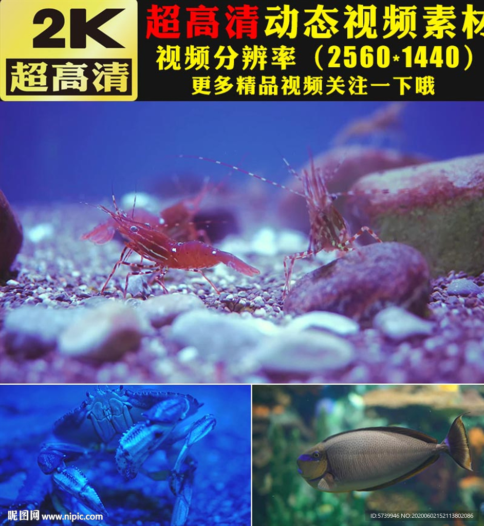 龙虾螃蟹水母海底世界梦幻视频