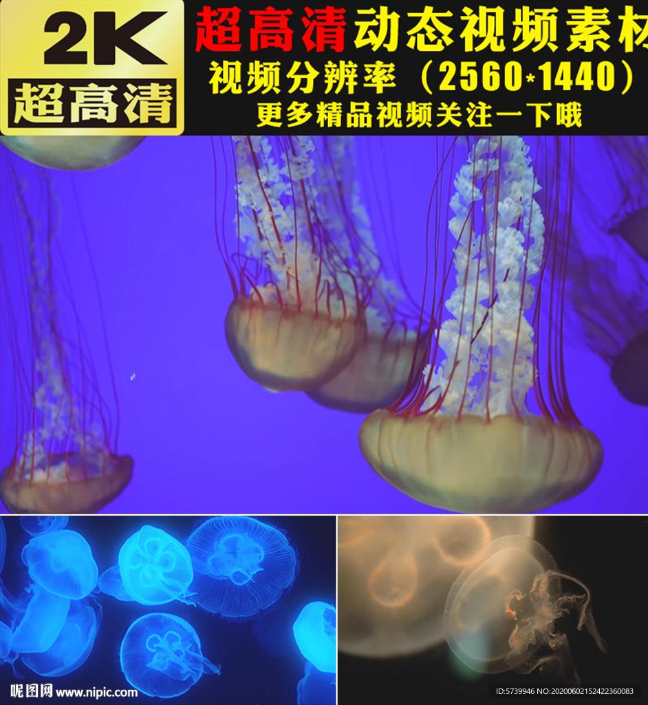 唯美漂亮海底水母游动视频素材